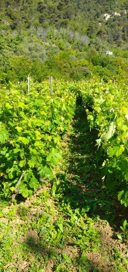 Agriturismo Vecchio Frantoio Villatella المظهر الخارجي الصورة