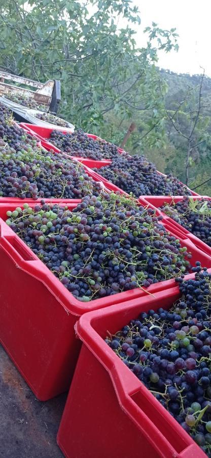 Agriturismo Vecchio Frantoio Villatella المظهر الخارجي الصورة