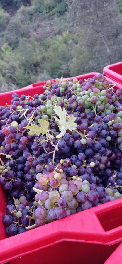 Agriturismo Vecchio Frantoio Villatella المظهر الخارجي الصورة